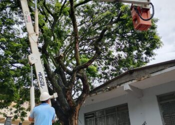 Corpo de Bombeiros elimina risco de queda de árvore em Arcos