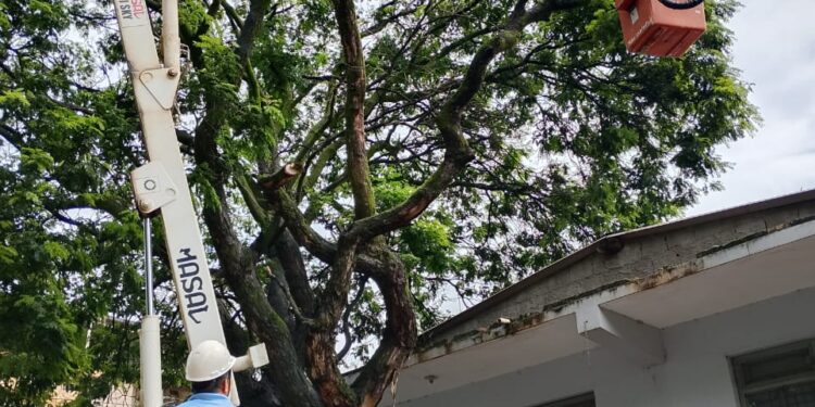 Corpo de Bombeiros elimina risco de queda de árvore em Arcos
