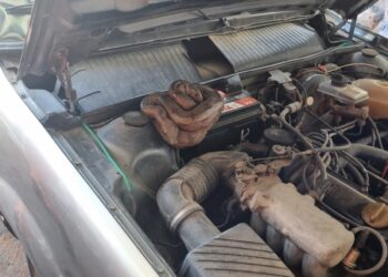 No Novo Horizonte, jiboia surpreende mecânicos ao se esconder no motor de veículo