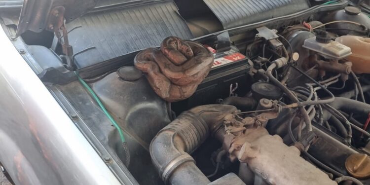 No Novo Horizonte, jiboia surpreende mecânicos ao se esconder no motor de veículo