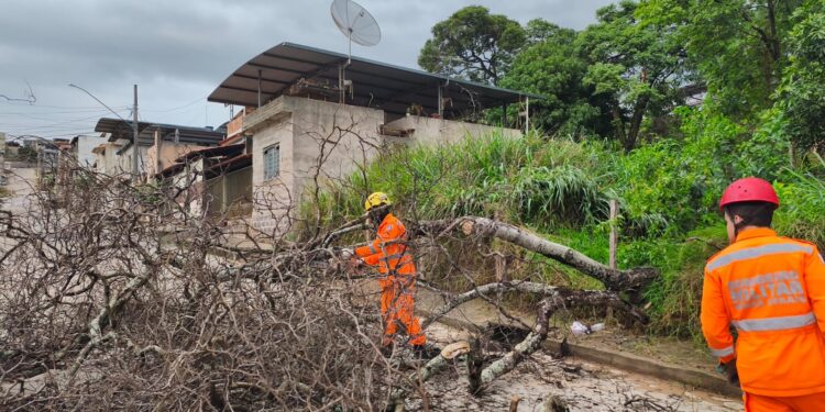 Bombeiros removem árvore caída após forte chuva em Formiga