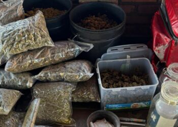 Operação ‘Crème de la Crème’ mira tráfico de drogas de alto padrão e lavagem de dinheiro em Minas