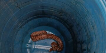 Tatu ferido é encaminhado para tratamento e jiboia devolvida à natureza em Formiga