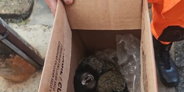 Corpo de Bombeiros resgata mico-sagui em área urbana de Formiga