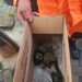 Corpo de Bombeiros resgata mico-sagui em área urbana de Formiga