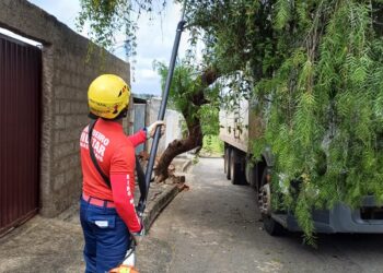 Árvore cai sobre caminhão no bairro Ércio Rocha