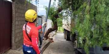 Árvore cai sobre caminhão no bairro Ércio Rocha