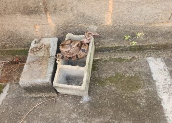 Corpo de Bombeiros captura jiboia em área residencial no bairro Alto da Praia, em Formiga