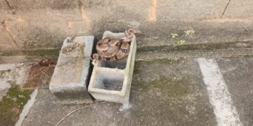 Corpo de Bombeiros captura jiboia em área residencial no bairro Alto da Praia, em Formiga