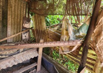 Jiboia é capturada em galinheiro no bairro Belvedere em Formiga