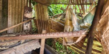 Jiboia é capturada em galinheiro no bairro Belvedere em Formiga