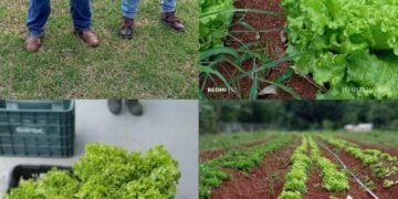 Banco de Alimentos de Formiga recebe mais de 212 toneladas de alimentos em 2025