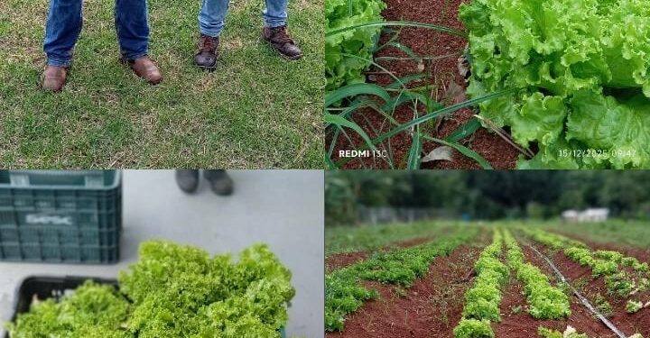 Banco de Alimentos de Formiga recebe mais de 212 toneladas de alimentos em 2025