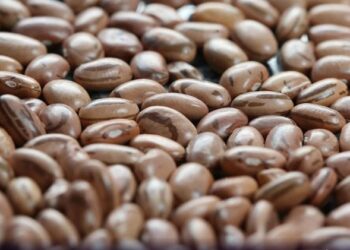 Brasil bate recorde histórico e exporta mais de 500 mil toneladas de feijão em 2025