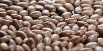 Brasil bate recorde histórico e exporta mais de 500 mil toneladas de feijão em 2025