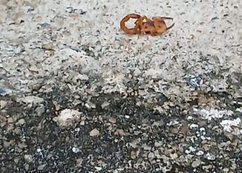 Prefeitura de Formiga altera datas de dedetização nos Cemitérios do Rosário e Santíssimo