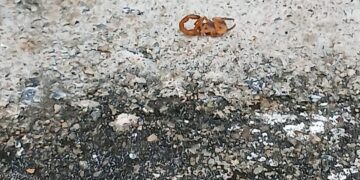 Prefeitura de Formiga altera datas de dedetização nos Cemitérios do Rosário e Santíssimo