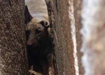 Corpo de Bombeiros resgata cadela presa em corredor estreito em Arcos