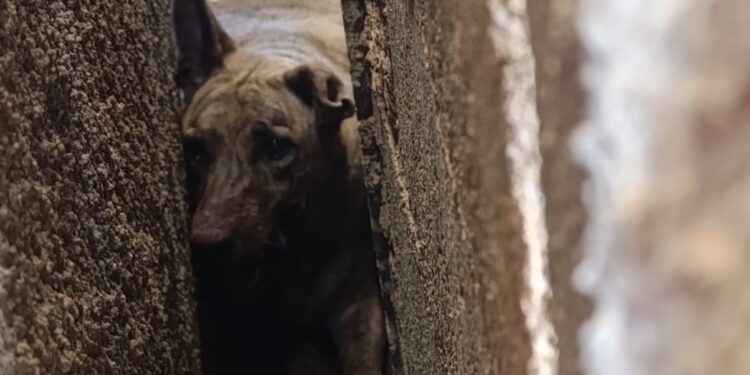 Corpo de Bombeiros resgata cadela presa em corredor estreito em Arcos