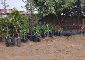 Emater e Departamento de Agricultura organizam compra conjunta de mudas em Córrego Fundo