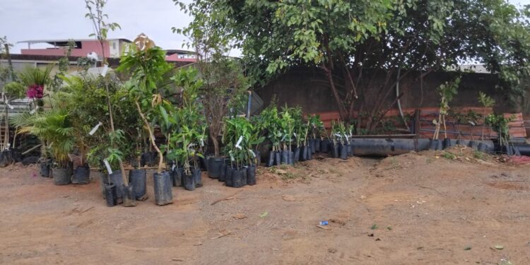 Emater e Departamento de Agricultura organizam compra conjunta de mudas em Córrego Fundo