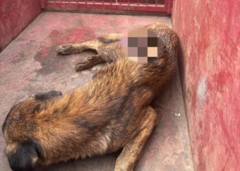 Cadela em situação de rua é resgatada pelos bombeiros após ser encontrada gravemente ferida no Santa Luzia em Formiga