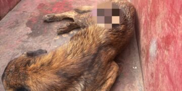 Cadela em situação de rua é resgatada pelos bombeiros após ser encontrada gravemente ferida no Santa Luzia em Formiga