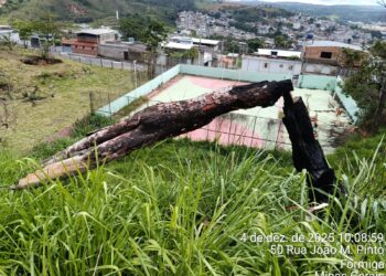 Árvore queimada e em risco de queda é removida pelo Corpo de Bombeiros em Formiga