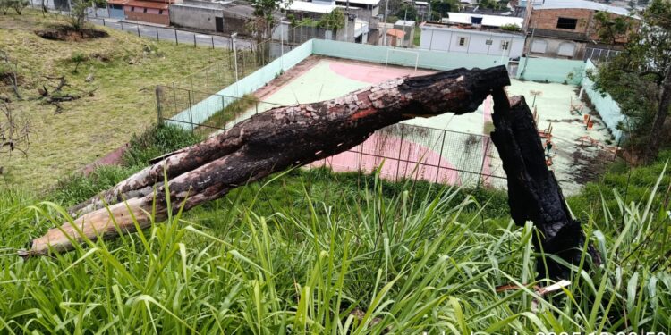 Árvore queimada e em risco de queda é removida pelo Corpo de Bombeiros em Formiga