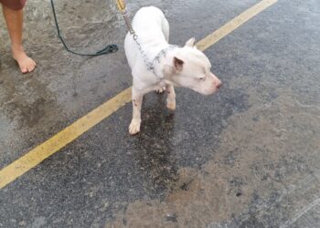 Pit Bull agressivo com outros cães é recolhido por bombeiros após dois dias solto na Vila São Vicente em Formiga