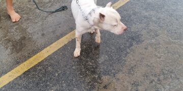 Pit Bull agressivo com outros cães é recolhido por bombeiros após dois dias solto na Vila São Vicente em Formiga