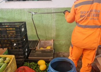 Serpente é encontrada em caixa de verduras por funcionários no bairro Nossa Senhora de Lourdes em Formiga