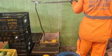 Serpente é encontrada em caixa de verduras por funcionários no bairro Nossa Senhora de Lourdes em Formiga