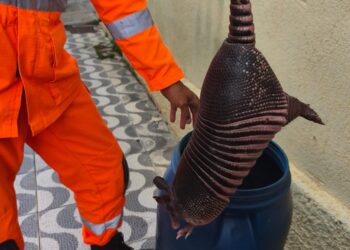 Formiga: tatu-galinha é resgatado e solto com segurança em área de preservação