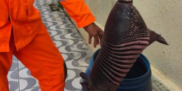 Formiga: tatu-galinha é resgatado e solto com segurança em área de preservação