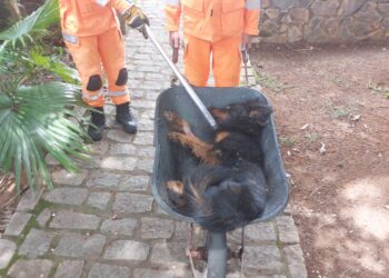Cão ferido é resgatado e encaminhado ao CODEVIDA com apoio do Corpo de Bombeiros de Formiga