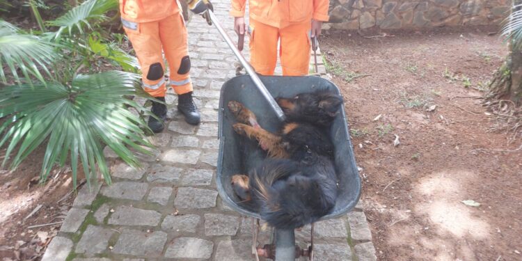 Cão ferido é resgatado e encaminhado ao CODEVIDA com apoio do Corpo de Bombeiros de Formiga