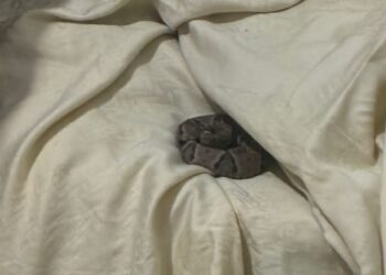 Bombeiros capturam serpente encontrada sobre cama em residência rural de Formiga