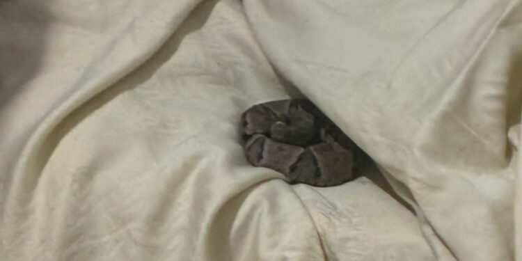 Bombeiros capturam serpente encontrada sobre cama em residência rural de Formiga