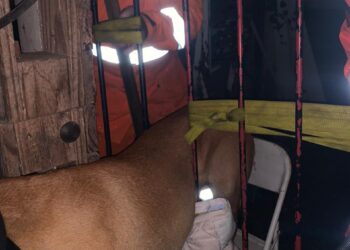 Formiga: cão de grande porte é salvo por bombeiros após ficar preso em grade de portão