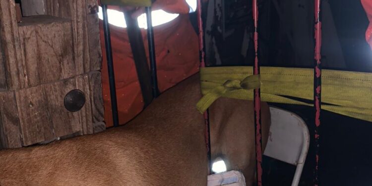 Formiga: cão de grande porte é salvo por bombeiros após ficar preso em grade de portão