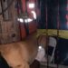 Formiga: cão de grande porte é salvo por bombeiros após ficar preso em grade de portão