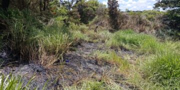 Incêndio atinge área urbana não protegida no bairro Santa Tereza, em Formiga