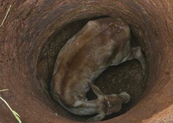 Bombeiros realizam resgate delicado de novilha presa em cisterna na zona rural de Formiga