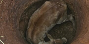 Bombeiros realizam resgate delicado de novilha presa em cisterna na zona rural de Formiga