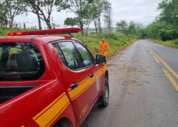 Árvore cai na MG-170 e bloqueia parcialmente rodovia entre Pains e Pimenta; tráfego já está normalizado