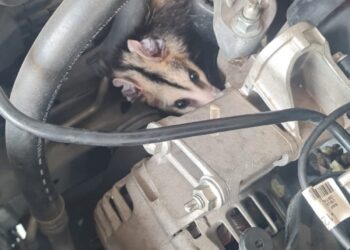 Bombeiros salvam gambá preso em motor de carro no Centro de Formiga