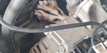 Bombeiros salvam gambá preso em motor de carro no Centro de Formiga