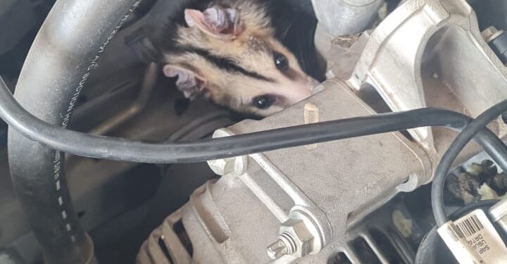 Bombeiros salvam gambá preso em motor de carro no Centro de Formiga