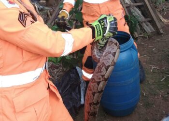 Jiboia é capturada pelos bombeiros na zona rural de Formiga